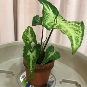 Syngonium podophyllum angustatum